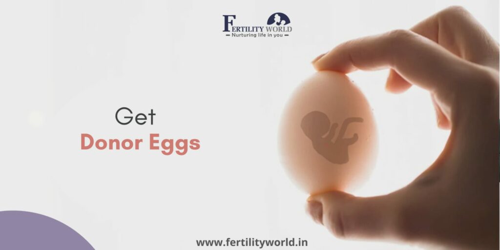 How do I get donor eggs in Meerut