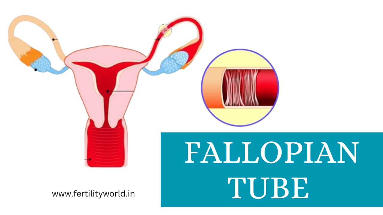 Doctor checking Fallopian tube