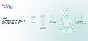 How Levothyroxine Helps Restore Fertility