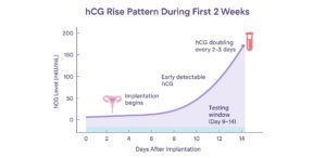 hCG Rise Pattern