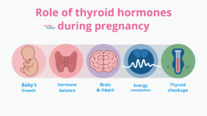 Role of Thyroid Hormones During Pregnancy
